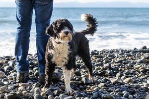 hond en een persoon staand Aan een rots strand foto