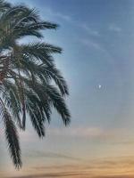 kalmte wolkenloos lucht met maan en palm bomen foto