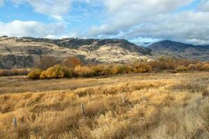 droog gras in een veld- in de okanagan vallei, bc foto