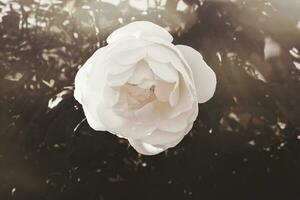 wit roos in warm herfst zon in detailopname en bokeh foto