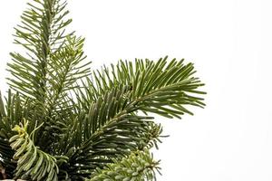 groen natuurlijk pijnboom takken van een Kerstmis boom Aan een wit achtergrond detailopname foto