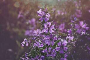 Purper voorjaar bloemen met bokeh in warm zon foto