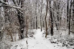 winter natuurlijk landschap met met sneeuw bedekt bomen in de Woud en een versmallen pad foto