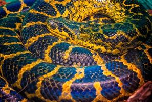 opgerolde anaconda-slang foto