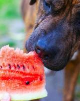 hond die watermeloenclose-up probeert te eten foto