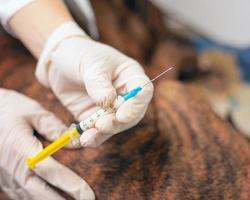 dierenarts geeft een injectie aan een zieke hond met een injectiespuit foto