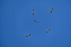 ooievaar vogel in vlucht tegen een blauw wolkenloos lucht achtergrond foto