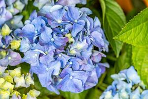 hortensia in de tuin Aan een zomer dag in detailopname foto