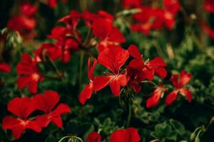 rood geranium in detailopname in de tuin Aan een groen achtergrond foto