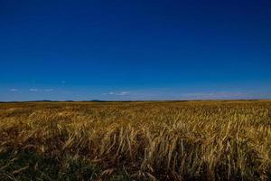 natuurlijk agrarisch achtergrond tarwe in de veld- warm zomer voordat oogst foto