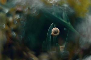 helder schelp van een slak Aan een achtergrond van groen gras in een weide foto
