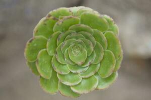 ronde groen bloem van een cactus bloem in detailopname foto