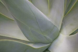 groen exotisch cactus fabriek in detailopname creëren een interessant achtergrond foto