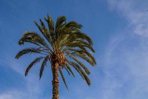 groot groen palm boom tegen de lucht foto