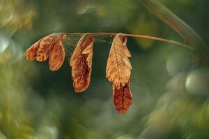 herfst goud bruin bladeren Aan een boom Aan een zonnig dag met bokeh foto