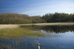 voorjaar landschap met water en bomen Aan een warm zonnig dag foto