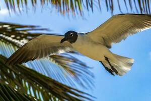 vliegend zeemeeuw vogel zeemeeuw vogelstand blauw lucht achtergrond palmen Mexico. foto