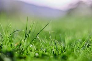 voorjaar natuur met jong groen gras in detailopname foto
