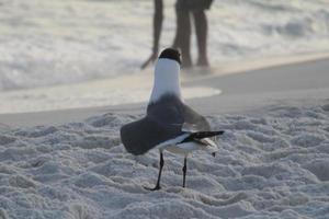 zwart kop meeuw strand vogel foto