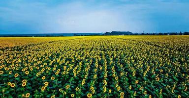 verbazingwekkend natuur behang foto