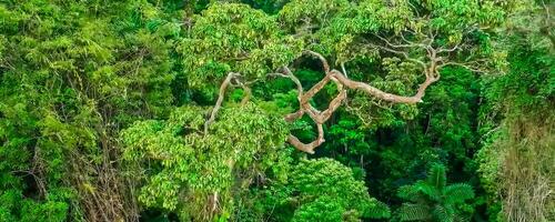 verbazingwekkend natuur behang foto