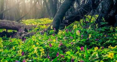 verbazingwekkend natuur behang - mooi landschap foto