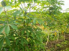 groen cassave blad planten geschikt voor achtergrond foto