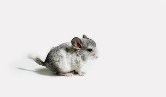 zijaanzicht van een grijze muis foto