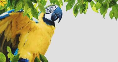 ara papegaai met bladeren, op witte achtergrond foto