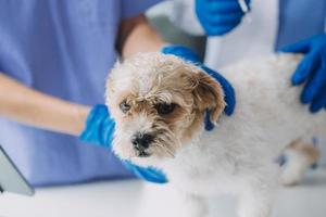 dierenarts onderzoeken hond en kat. puppy en katje Bij dierenarts dokter. dier kliniek. huisdier controleren omhoog en vaccinatie. Gezondheid zorg. foto