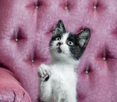 zwart-wit kitten in een stoel foto