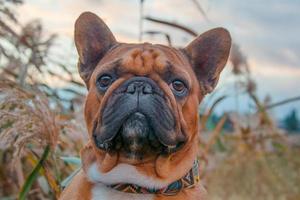 close-up van een franse bulldog foto