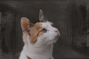 mooi portret van een wit grijs rood haren kat Aan een zwart achtergrond foto
