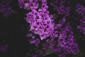 delicaat roze bougainvillea bloem Aan een boom Aan een warm voorjaar dag foto