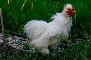 rasecht kippen Aan de groen gras in de tuin Aan een zomer dag biologisch landbouw foto