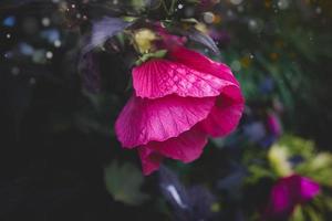 groot roze natuurlijk hibiscus bloem Aan struik Aan zomer dag foto