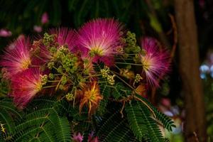 voorjaar bloem albizia julibrissin Aan een boom Aan een warm dag detailopname foto