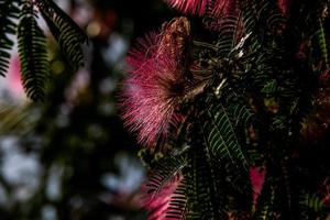voorjaar bloem albizia julibrissin Aan een boom Aan een warm dag detailopname foto