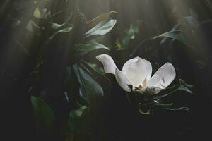 groot wit magnolia tegen een achtergrond van donker groen bladeren Aan een boom in voorjaar dag foto