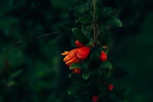 rood granaatappel bloem Aan een boom in de tuin Aan een voorjaar dag tegen een groen achtergrond foto