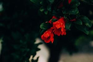 rood granaatappel bloem Aan een boom in de tuin Aan een voorjaar dag tegen een groen achtergrond foto