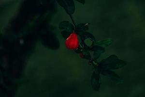 rood granaatappel bloem Aan een boom in de tuin Aan een voorjaar dag tegen een groen achtergrond foto