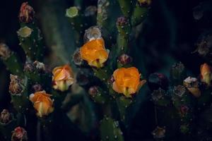 oranje stekelig Peer bloem Aan een cactus in een tuin Aan een donker groen achtergrond foto