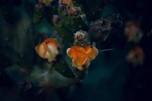 oranje stekelig Peer bloem Aan een cactus in een tuin Aan een donker groen achtergrond foto