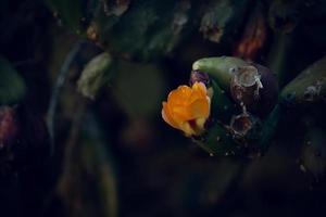 oranje stekelig Peer bloem Aan een cactus in een tuin Aan een donker groen achtergrond foto