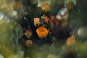 oranje stekelig Peer bloem Aan een cactus in een tuin Aan een donker groen achtergrond foto