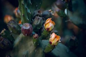 oranje stekelig Peer bloem Aan een cactus in een tuin Aan een donker groen achtergrond foto