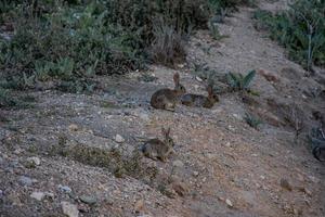 weinig wild grijs konijn in natuurlijk leefgebied in Spanje foto