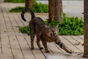 grijs kat uitrekken in de straat Aan een zonnig warm dag foto