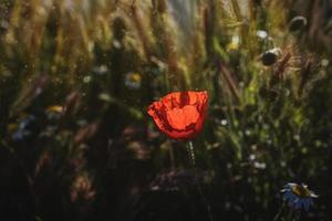 wild rood klaprozen Aan een voorjaar weide in warm zonneschijn foto